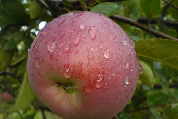 Cорта яблок: фото с названием и описанием — самые популярные