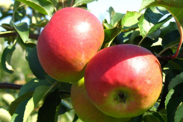 Cорта яблок: фото с названием и описанием — самые популярные